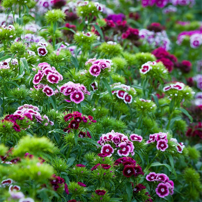 Florezia® Flores Mixtas