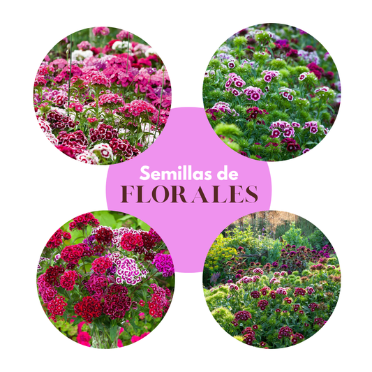 Florezia® Flores Mixtas